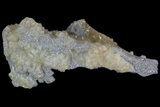Partial Crystal Filled Fossil Whelk - Rucks Pit, FL #69066-2